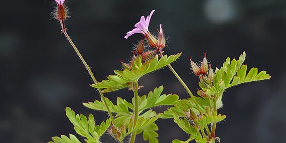 Geranium robertianum - Storchenschnabel, Ruprechtskraut