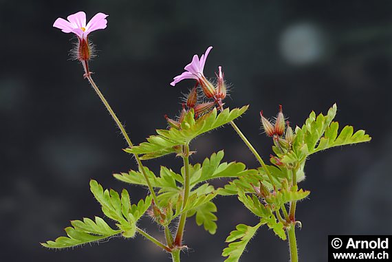 Geranium robertianum - Storchenschnabel, Ruprechtskraut