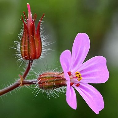 Storchenschnabel Geranium robertianum, stinkender Storchenschnabel, Ruprechtskraut