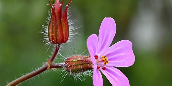 Geranium robertianum, stinkender Storchenschnabel, Ruprechtskraut