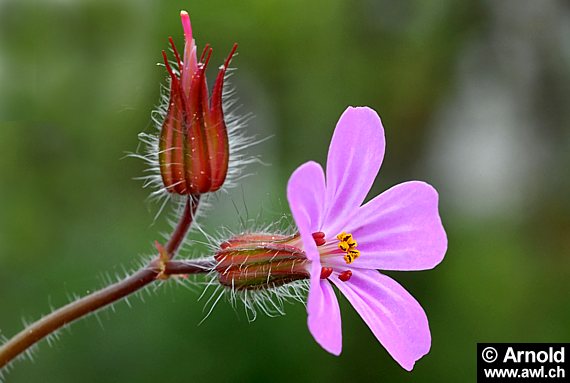 Geranium robertianum, stinkender Storchenschnabel, Ruprechtskraut