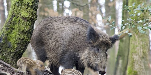 Wildschwein Milch Homöopathie