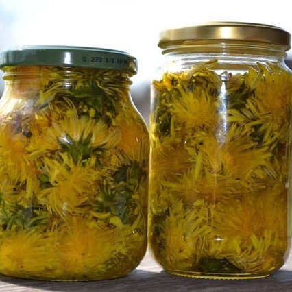 Löwenzahn-Öl, Löwenzahnblüten in Öl, Heilpflanzen Rezepte