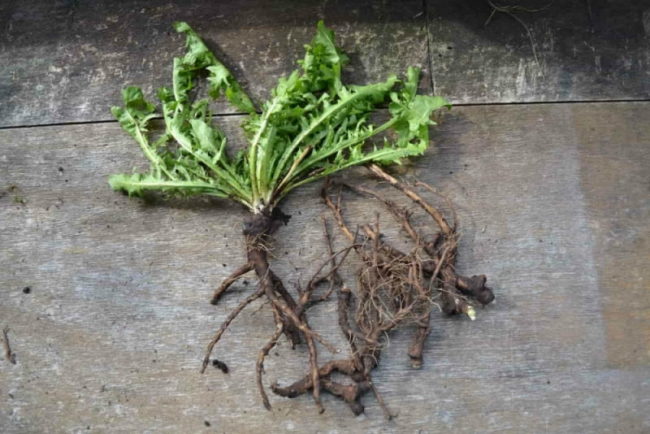 Löwenzahnwurzel für Tinktur