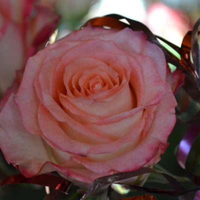 Rose Praxisjubiläum Heilpraxis BeHANlung in 82377 Penzberg