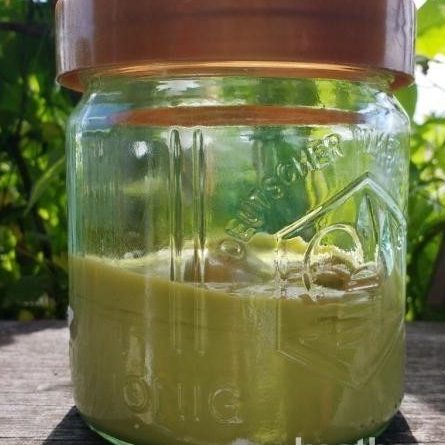Gierschsalbe gegen Gicht Giersch als Heilkraut gegen Gicht Schmerzen