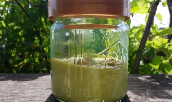 Giersch als Heilkraut gegen Gicht Schmerzen