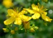 Johanniskraut Hypericum perfolatum