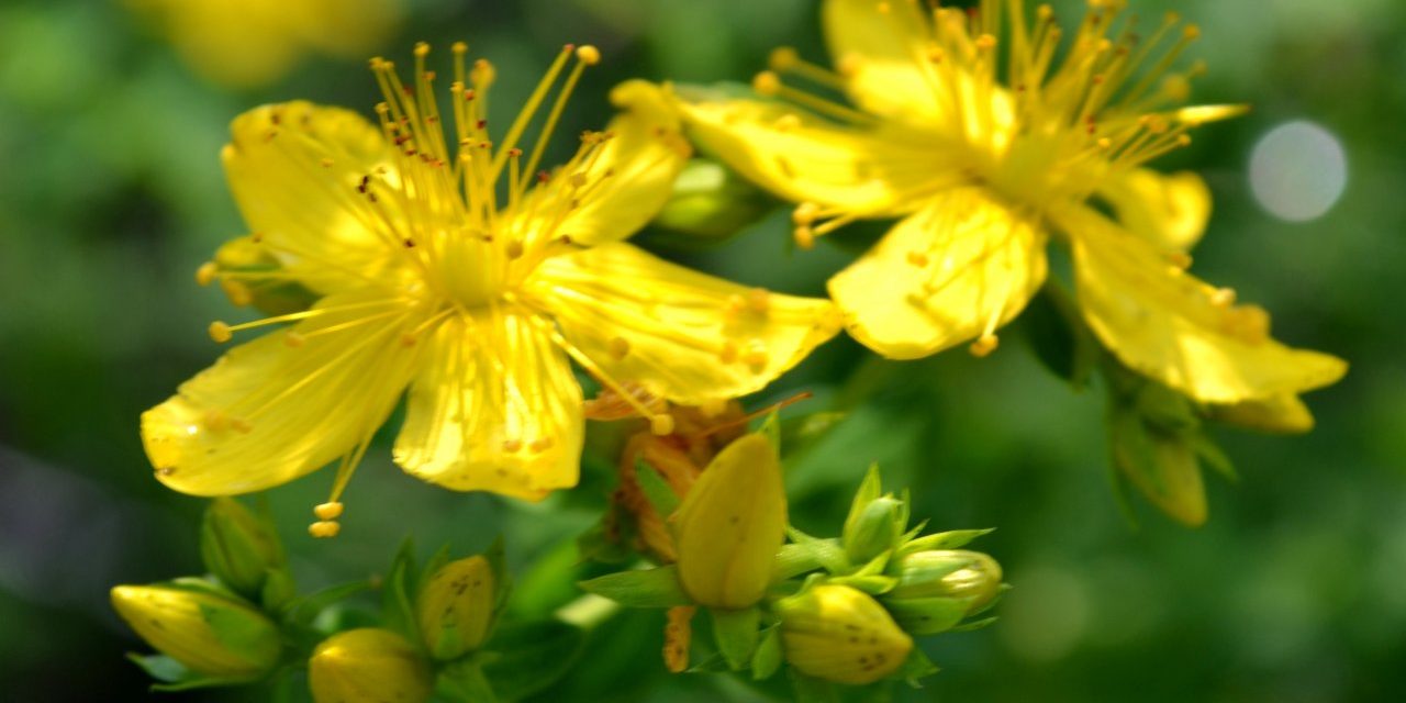 Johanniskraut Johanniskraut Hypericum perfolatum