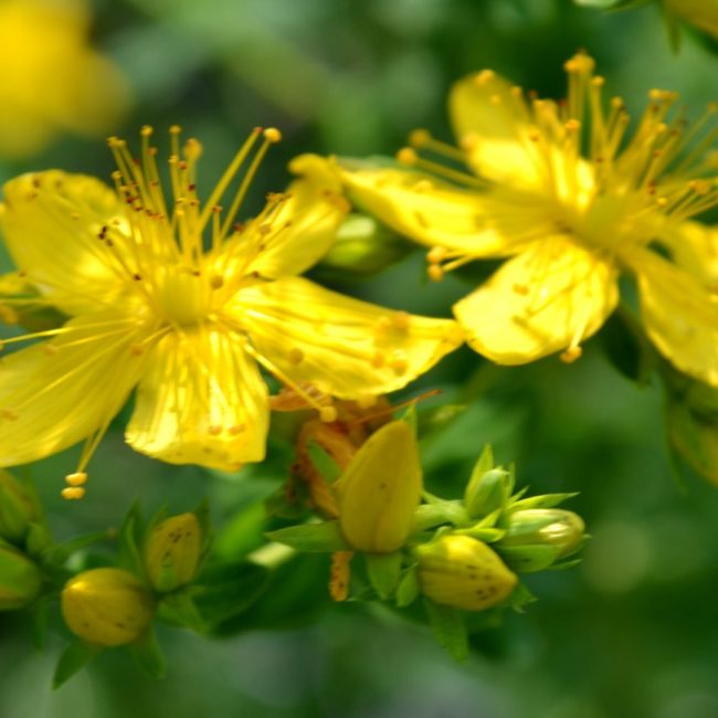 Johanniskraut Johanniskraut Hypericum perfolatum
