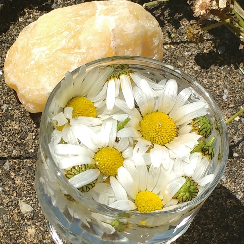 Blütenessenz Margarite Freude