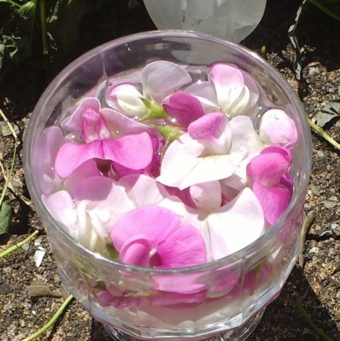 Blütenessenz Wicke Kreativität