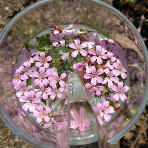 Blütenessenz stinkender Storchenschnabel