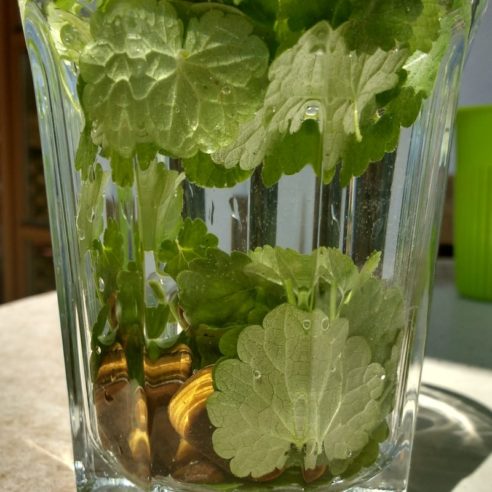 Bütenessenz Gundermann Schutz