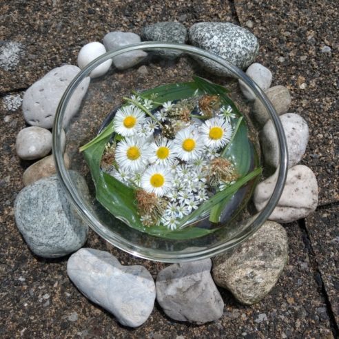 Blütenessenz Vogelmiere Berufskraut