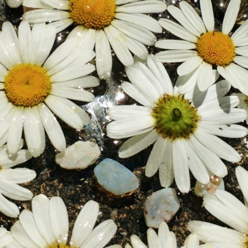 Blütenessenz Margerite