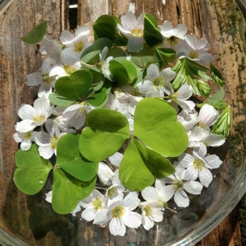 Sauerklee Tannenspitzen Essenz