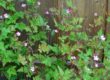 Geranium robertianum