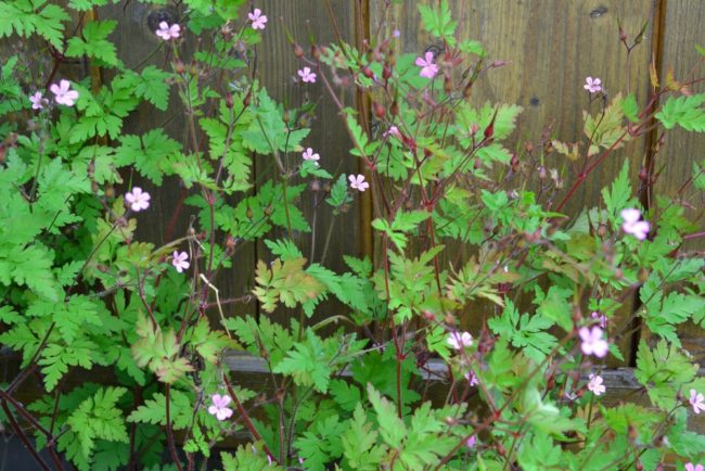 Geranium robertianum