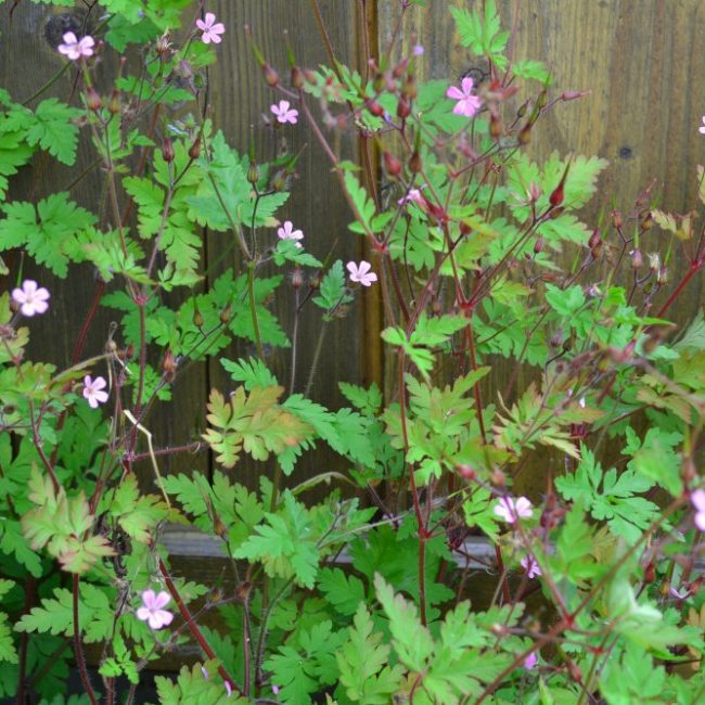 Storchenschnabel Geranium robertianum