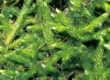 Lycopodium clavatum in der Homöopathie