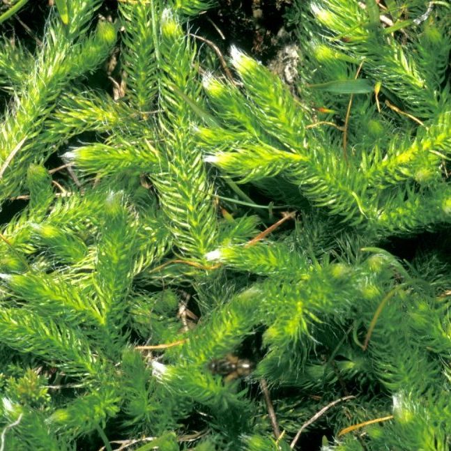 Lycopodium clavatum Lycopodium clavatum in der Homöopathie