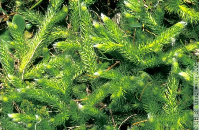 Lycopodium clavatum in der Homöopathie